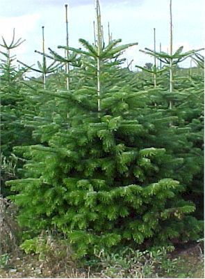 NORDMANN Kerstboom abies Nordmanniana (150cm tot 250cm)