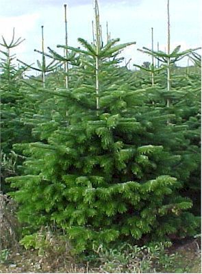 NORDMANN Kerstboom<br>abies Nordmanniana (150cm tot 250cm)