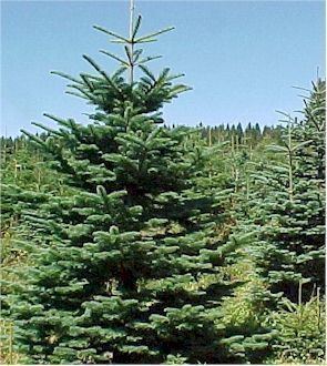 NOBILIS<br>abies Nobilis