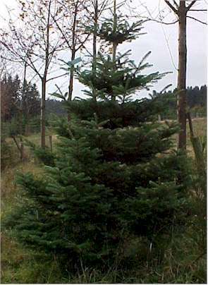 ABIES KOREANA