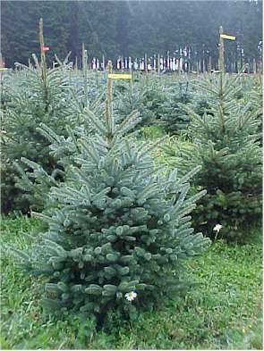 BLAUWSPAR<br>Picea Pungens Glauca