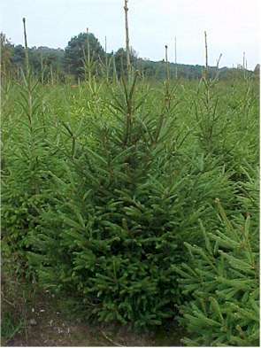 PICEA ABIES de traditionele kerstboom