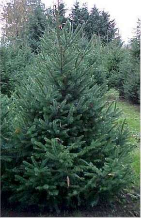 PICEA OMORIKA