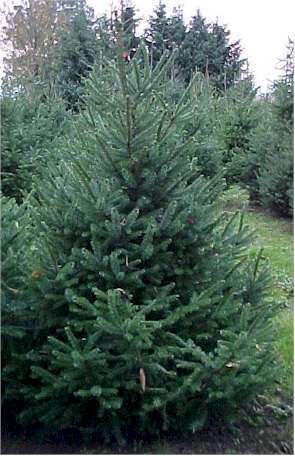 PICEA OMORIKA