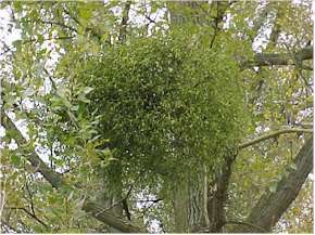 MISTEL KRONEN mistletoe