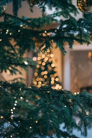 Kerstboom Maastricht & Meerssen